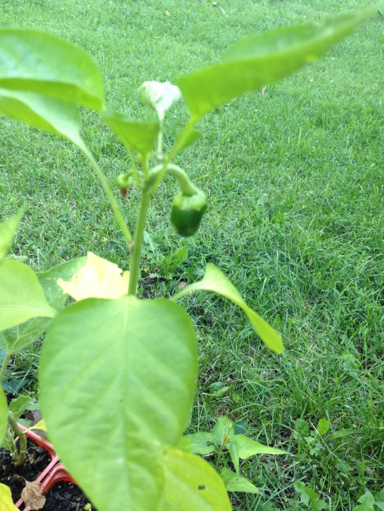 My one and only green bell pepper.